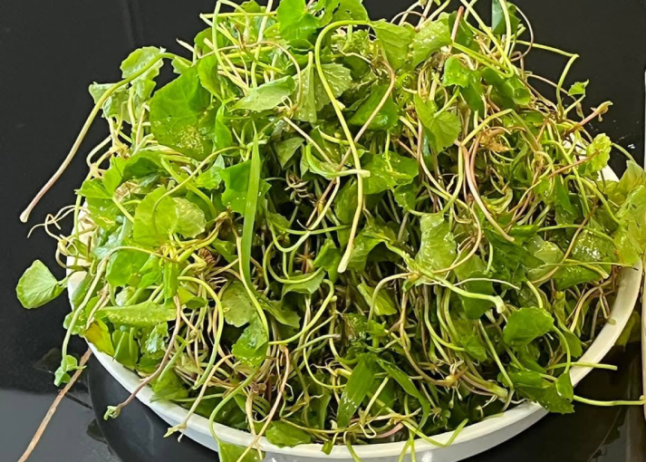 Rau má có nhiều tác dụng cho sức khỏe