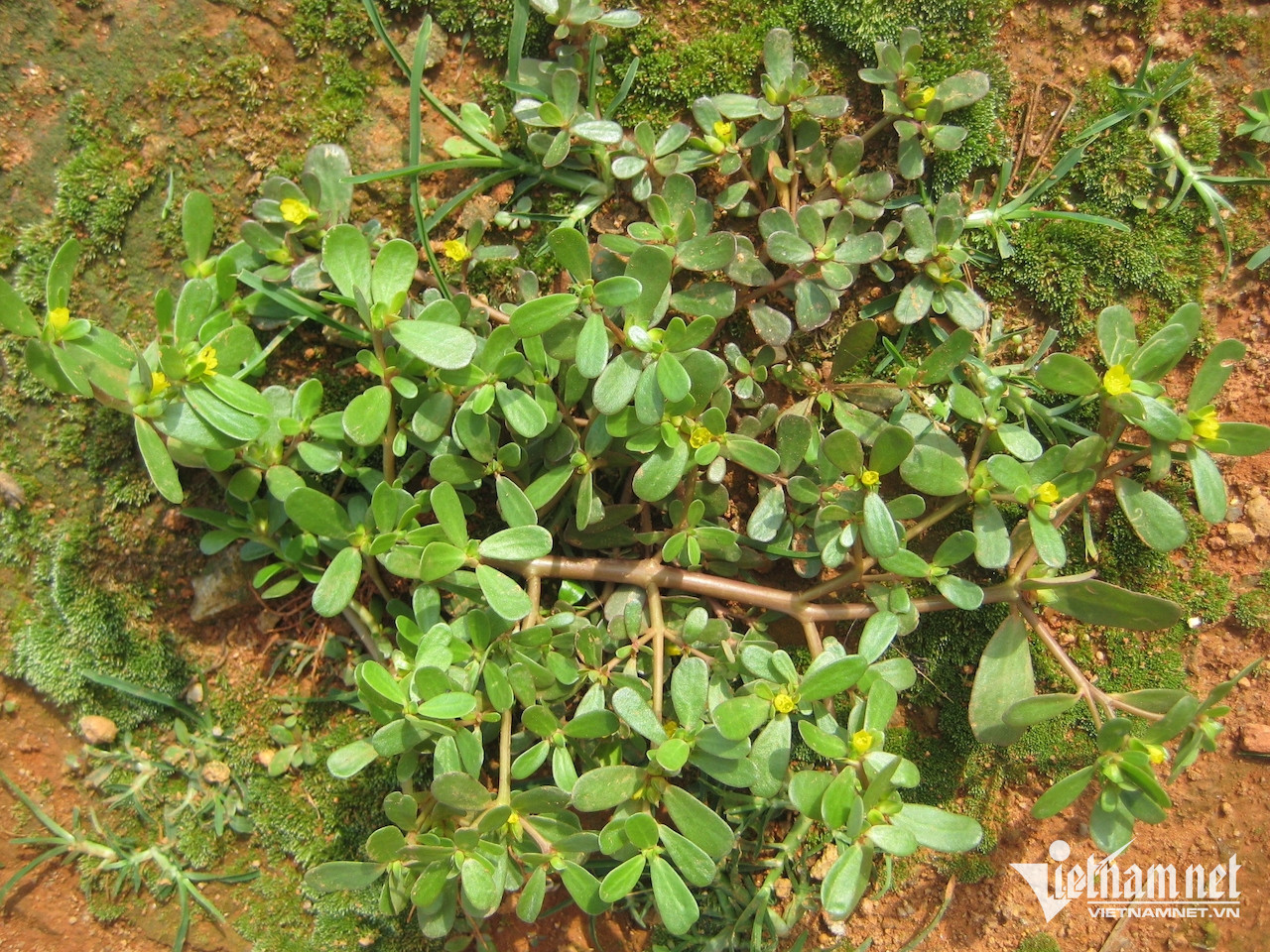 Rau sam lợi tiểu hỗ trợ đào thải sỏi thận