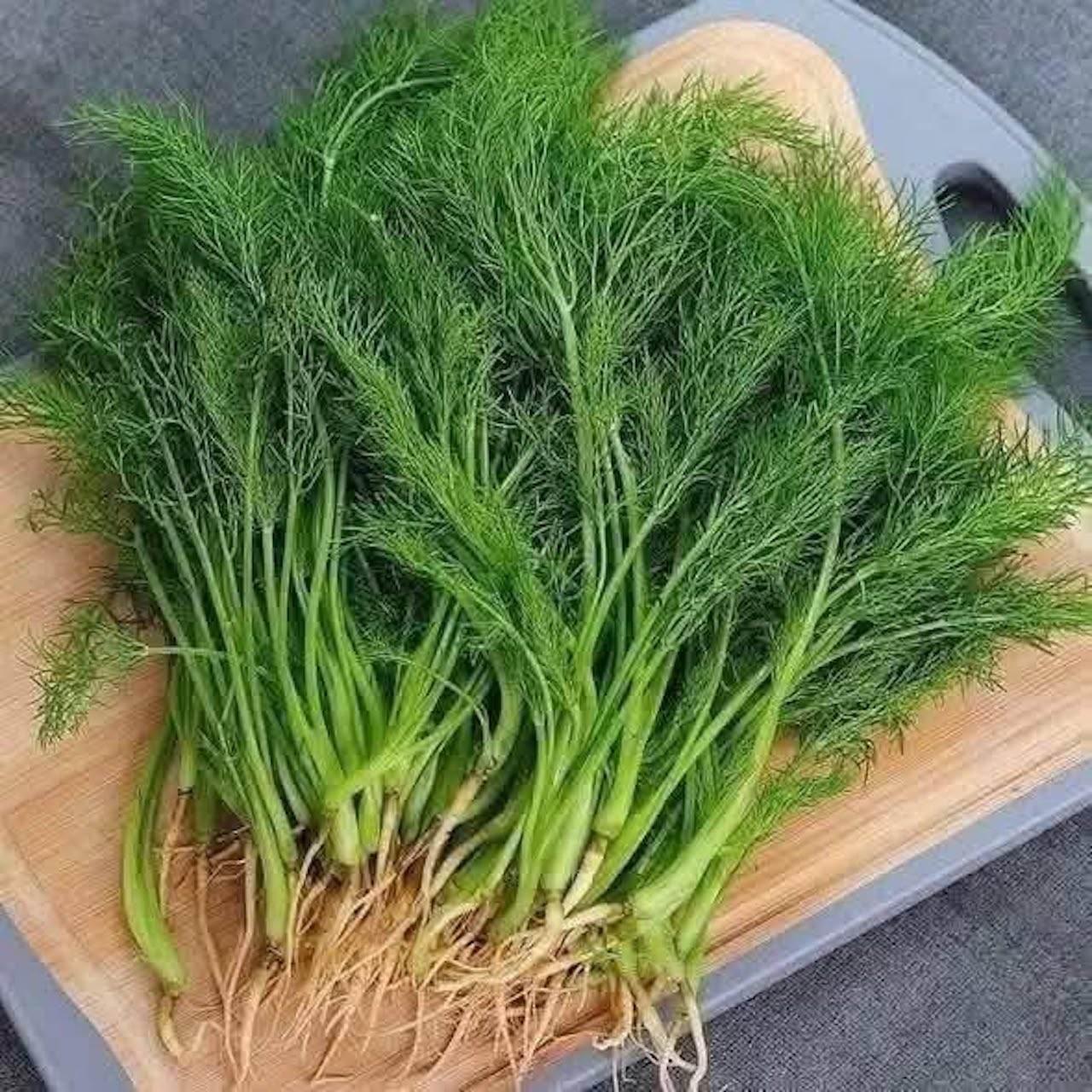 Rau thì là ngừa trầm cảm, giảm đau bụng kinh