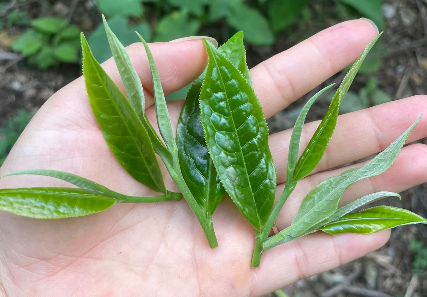 Trà xanh có nhiều tác dụng tốt cho sức khỏe