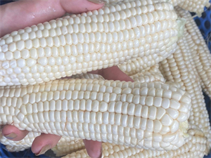 Bắp ngô tốt cho sứ khỏe.