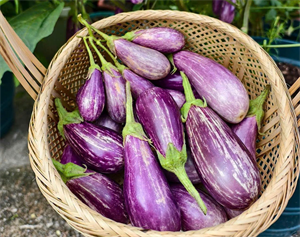 Cà tím rất tốt cho người đái tháo đường