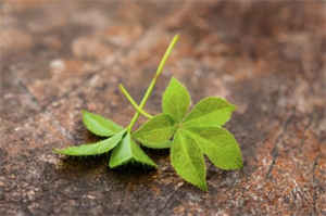 Cây giảo cổ lam giúp kiểm soát cân nặng, mỡ máu