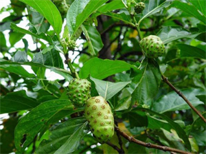 Cây nhàu là dược liệu quý