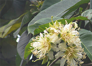 Cây phay mọc ở bìa rừng, ven suối hỗ trợ chữa tiểu buốt, tiểu rắt