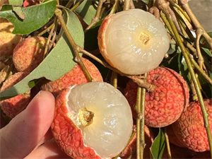 Chỉ nên ăn quả vải đã chín, không bị dập nát.