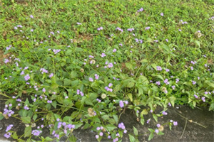 Cỏ hôi là vị thuốc cứu tinh cho xoang