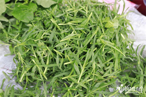 Cỏ mần trầu cực kỳ mát gan