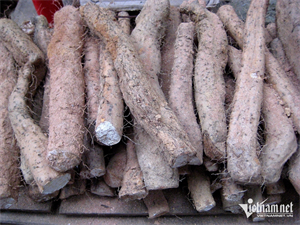 Củ mài hỗ trợ tiêu hóa