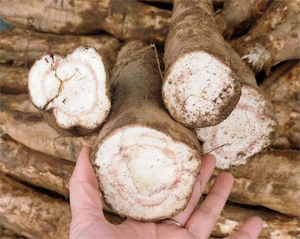 Củ sắn dây tươi giải rượu