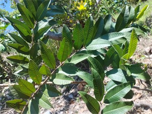 Lá ổi không phải liều thuốc tự nhiên an toàn tuyệt đối.