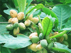 Lá, vỏ, quả bàng có khả năng kháng khuẩn, chống viêm