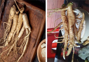 Loại cây độc nhầm với sâm