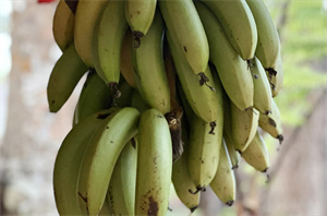 Người có bệnh thận và tiểu đường cân nhắc khi ăn chuối.