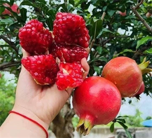 Người mắc bệnh tiểu đường vẫn có thể ăn, uống nước ép lựu