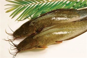 Những rủi ro cần lưu ý khi ăn cá trê