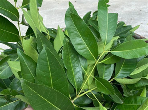 Nước lá vối tốt cho sức khỏe.