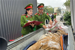 Phát hiện hổ về nấu cao tại Thanh Hóa