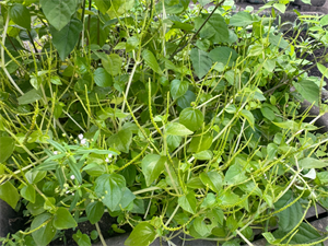 Rau càng cua lên ngôi thành đặc sản.