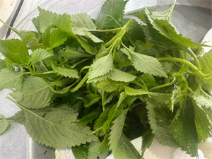 Rau gia vị tốt cho sức khỏe, cơ quan tiêu hóa