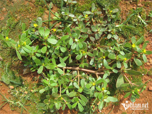 Rau sam lợi tiểu hỗ trợ đào thải sỏi thận