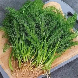 Rau thì là ngừa trầm cảm, giảm đau bụng kinh
