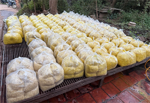 Riềng xay trộn chất cấm Vàng O