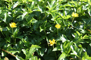 Sài đất dùng làm thuốc được dùng trong y học cổ truyền