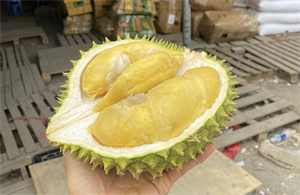 Sầu riêng được ví như loại quả 2 trong 1