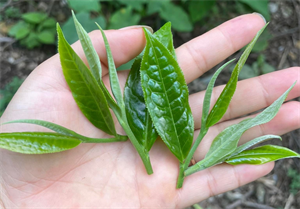 Trà xanh có nhiều tác dụng tốt cho sức khỏe