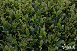 Trà xanh hỗ trợ giảm béo.