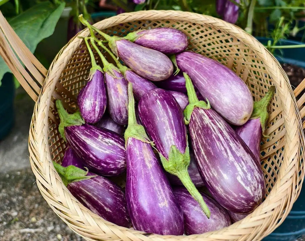 Cà tím rất tốt cho người đái tháo đường