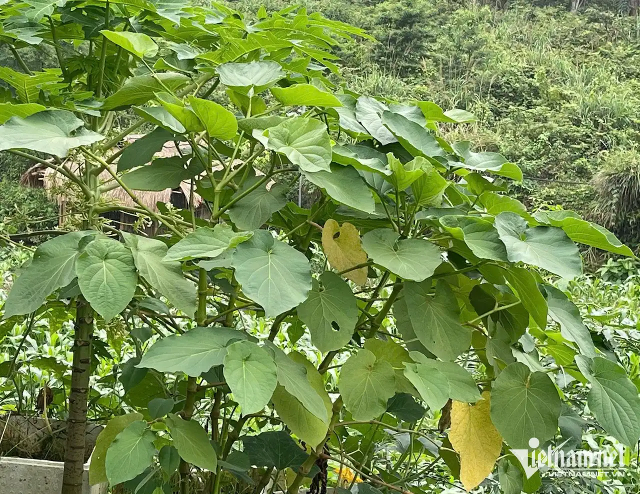 Cây dổi đất hỗ trợ giảm đau dạ dày