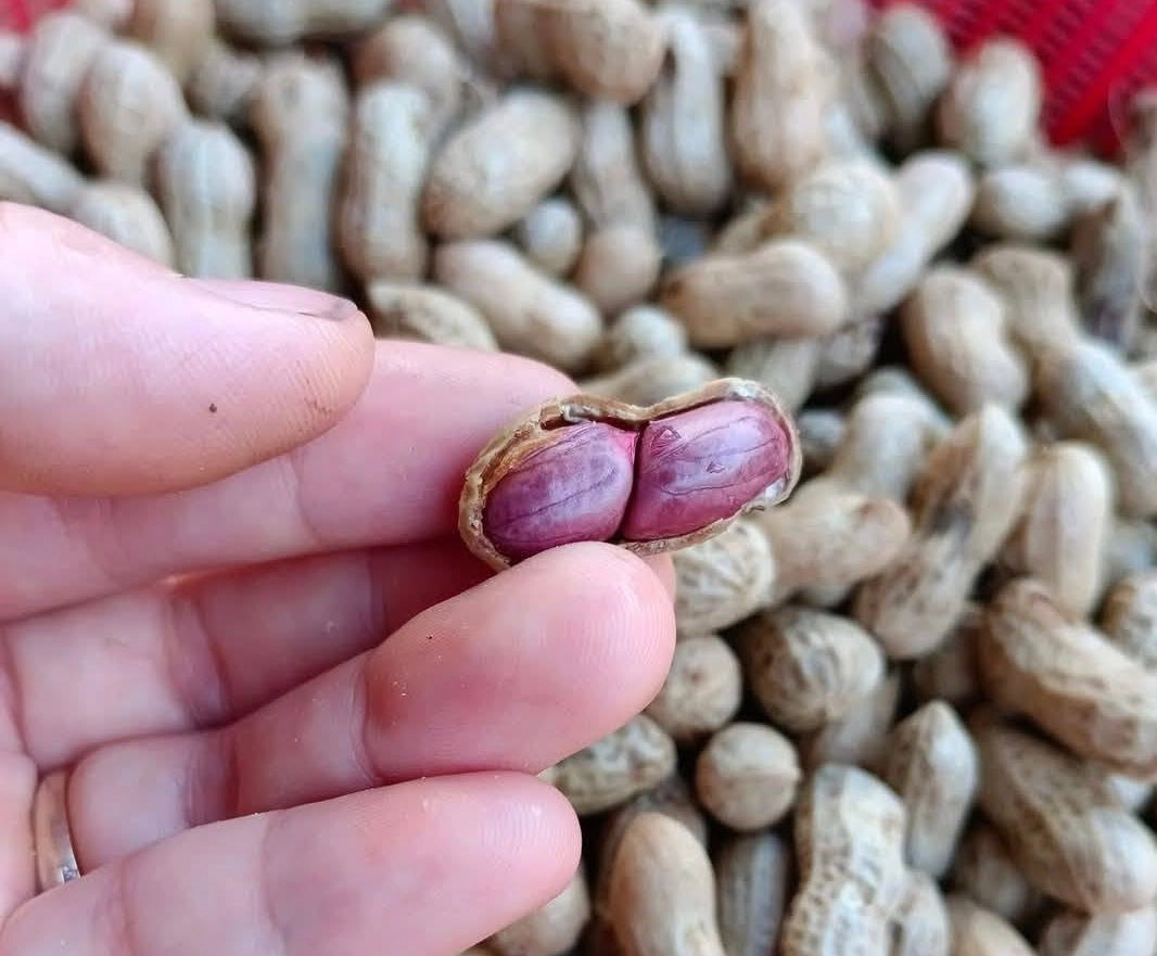 Hạt lạc mang nhiều giá trị dinh dưỡng