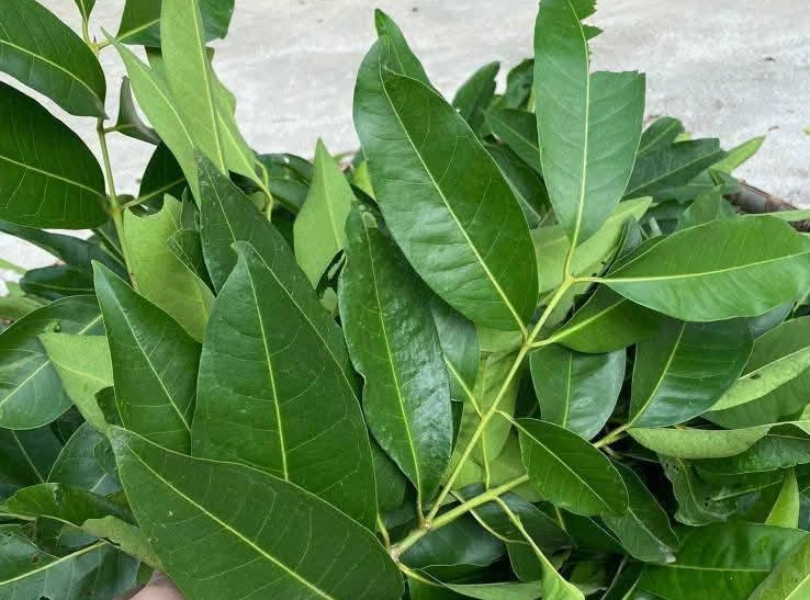 Nước lá vối tốt cho sức khỏe.