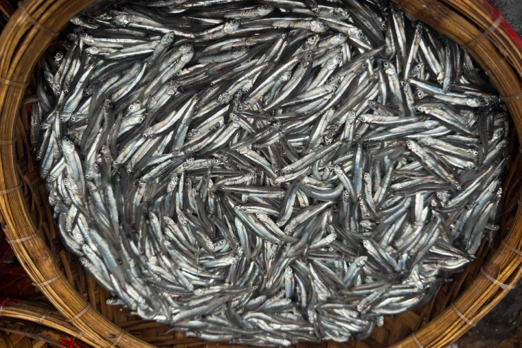 Cá cơm là thực phẩm giàu chất dinh dưỡng