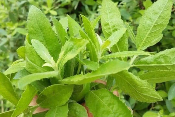 Cúc tần được trồng nhiều ở hàng rào  giảm đau xương khớp