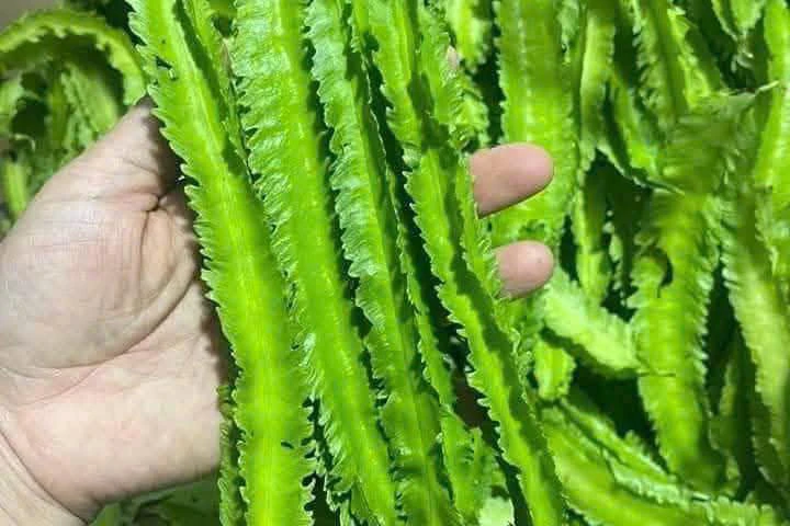 Đậu rồng – loại quả tốt cho sức khỏe.