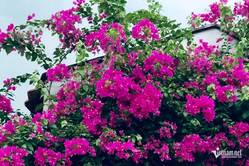 Đối xử tệ với nàng dâu mồ côi, tôi hối hận muộn màng.