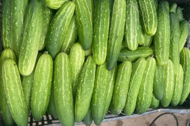 Dưa chuột là loại quả nhiều nước, lợi tiểu