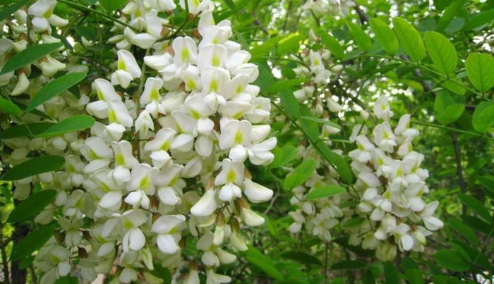 Hoa hòe được dùng để làm thuốc.