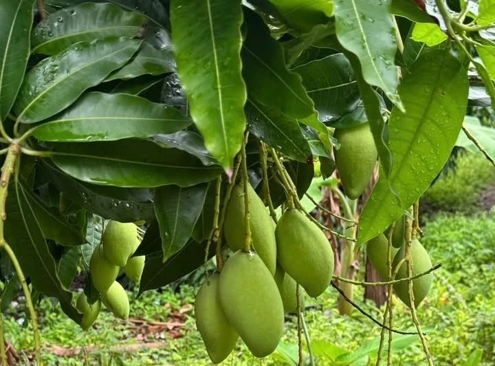 Lá xoài được người bệnh đái tháo đường sử dụng