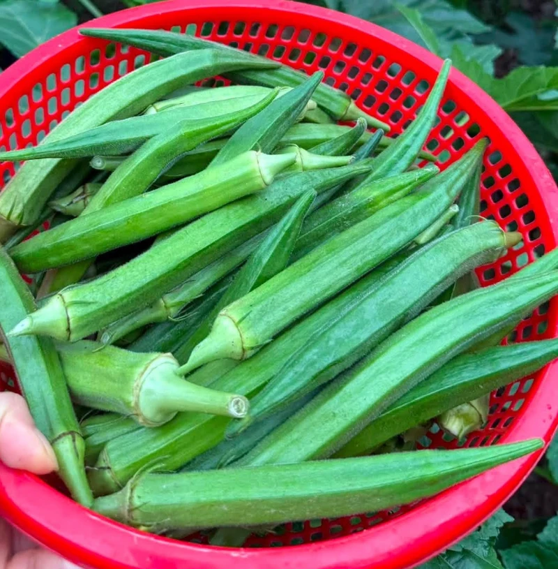 Quả đậu bắp mang nhiều dưỡng chất tốt cho sức khỏe
