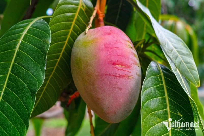 Quả xoài có nhiều tác dụng đối với sức khỏe