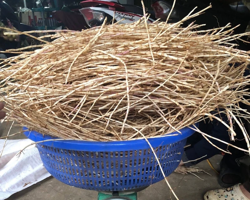 Rễ cỏ tranh có nhiều công dụng tốt cho sức khỏe