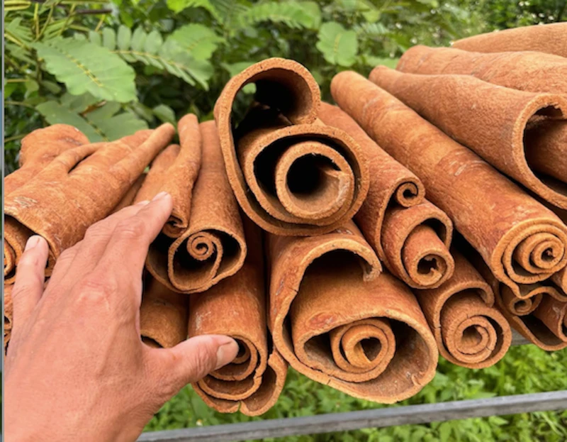 Vỏ quế khô có nhiều công dụng với sức khỏe.