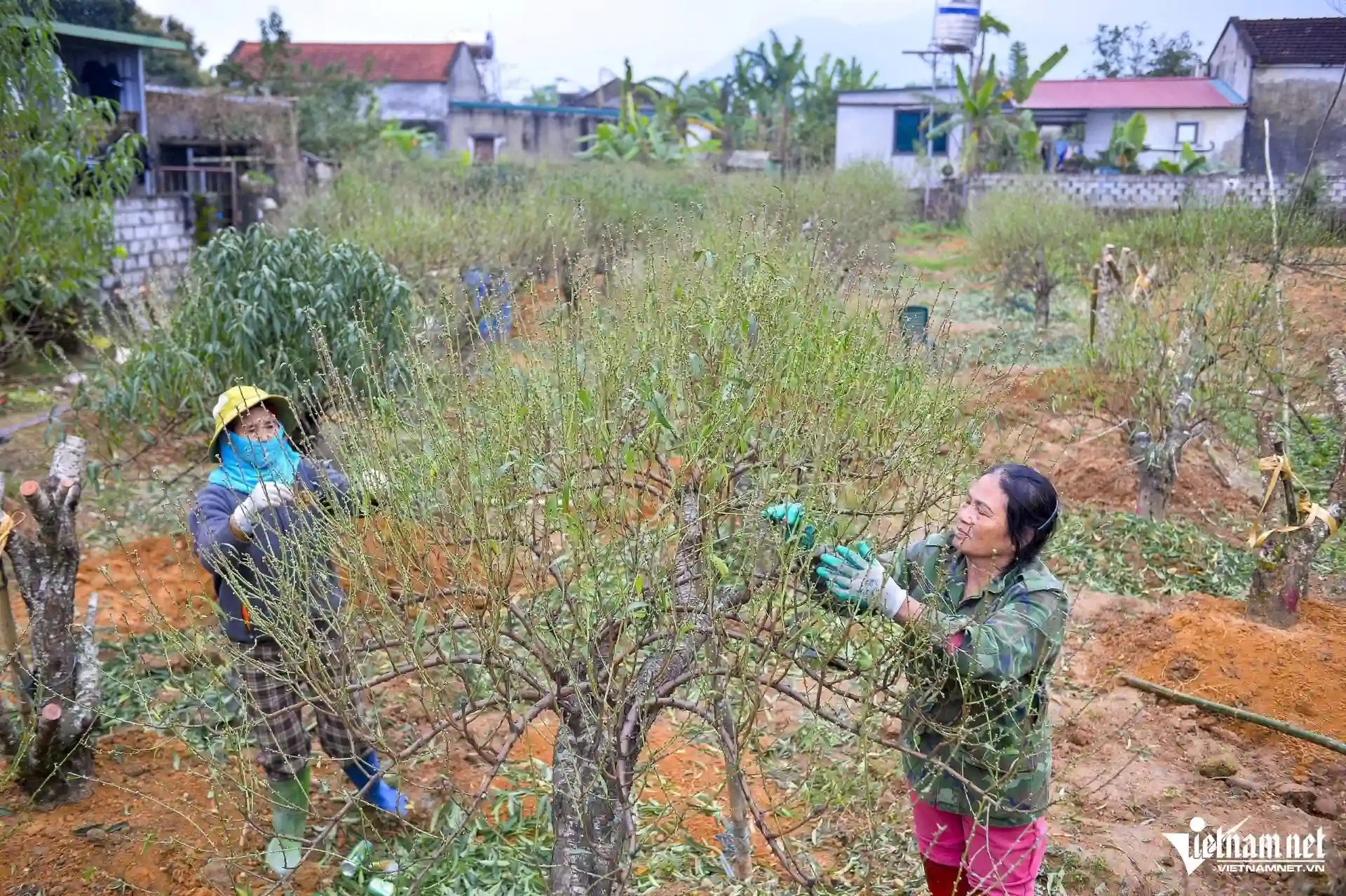 Vườn đào phai ở Xuân Du, thủ phủ đào xứ Thanh đã được thương lái chốt đơn
