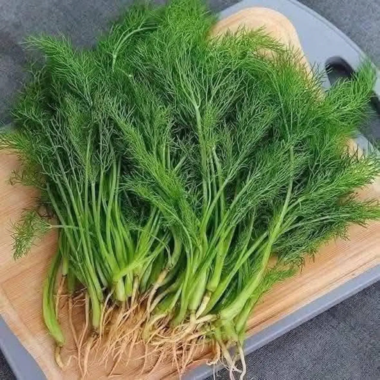 Rau thì là ngừa trầm cảm, giảm đau bụng kinh